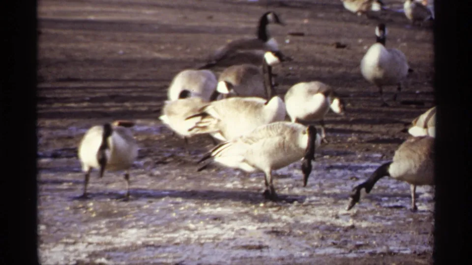 1971 La Crosse 8mm frame focused on Canada geese grazing together on a frozen lakeside surface.