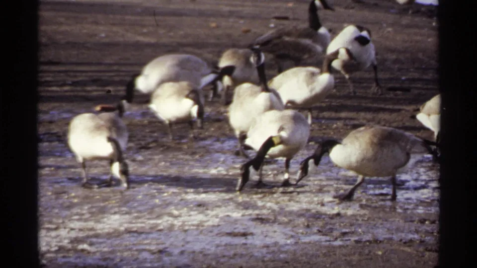 1971 La Crosse frame showing a tight group of Canada geese feeding on icy ground beside the winter lake shore.
