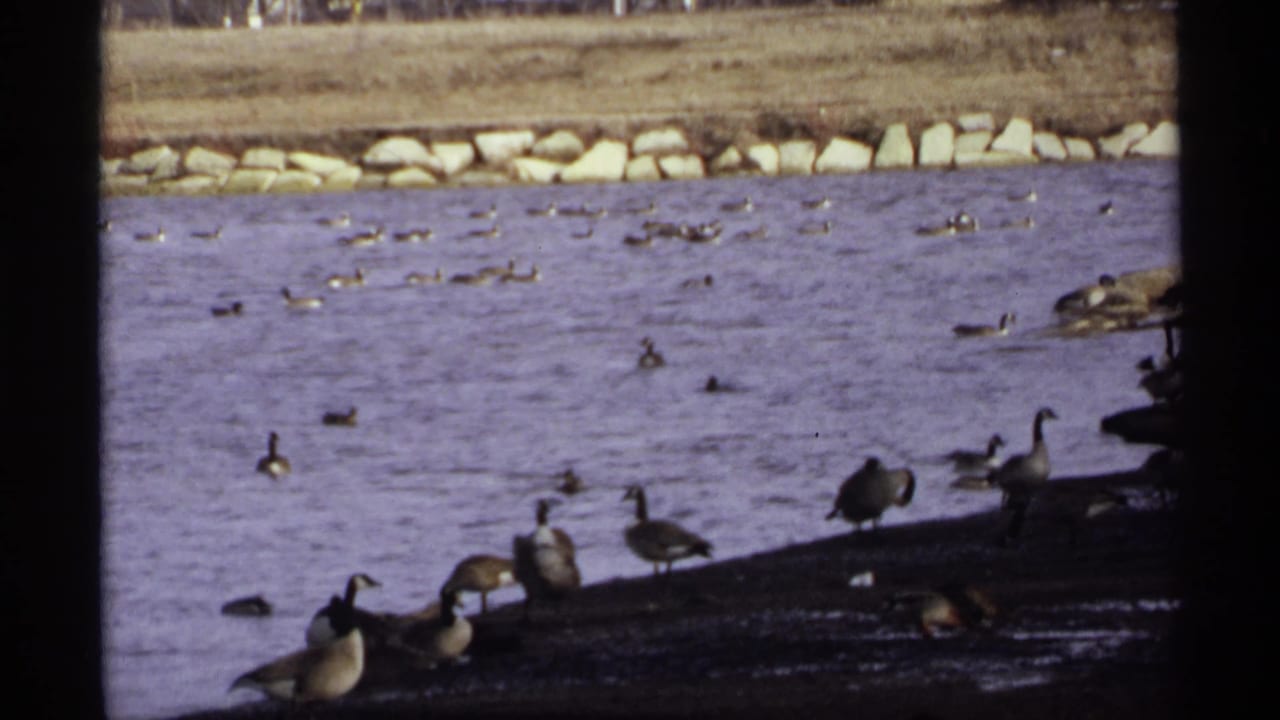 1971 La Crosse, Wisconsin home-movie frame showing geese and other waterfowl near a muddy shoreline and rocky lake bank.