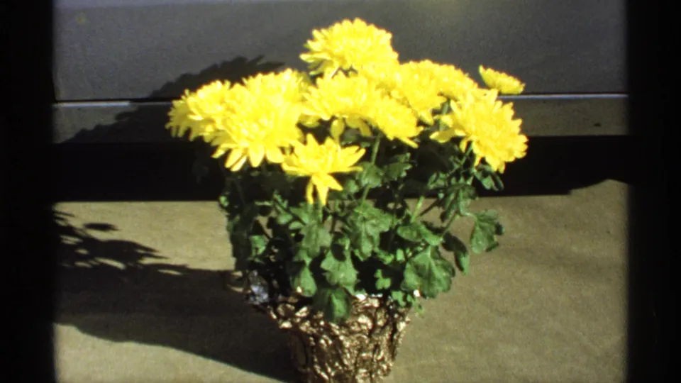 Yellow chrysanthemums in a decorative pot, likely part of the 1971 Easter home-movie sequence from La Crosse, Wisconsin.