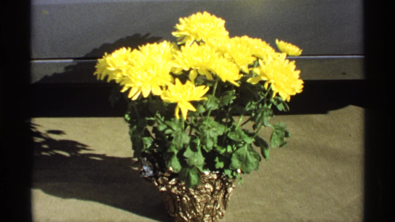 Yellow chrysanthemums in a textured gold pot on sunlit concrete.