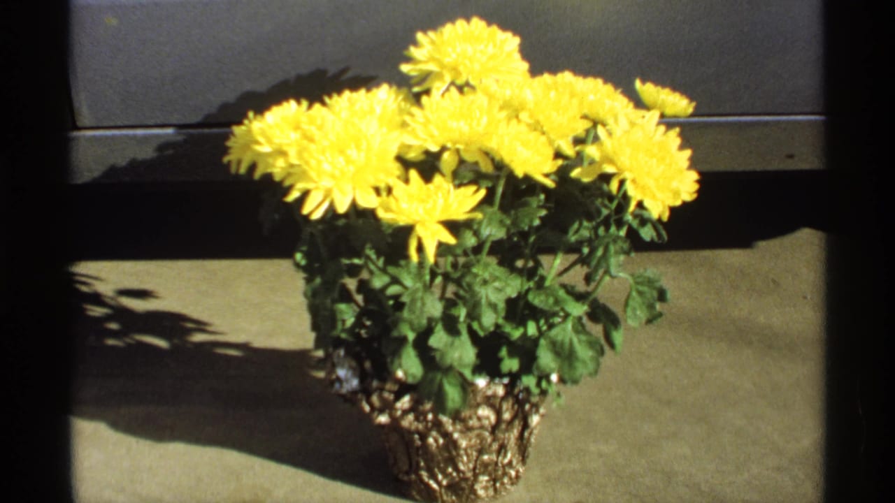 Potted yellow chrysanthemums seen in bright sunlight with a dark edge behind them.