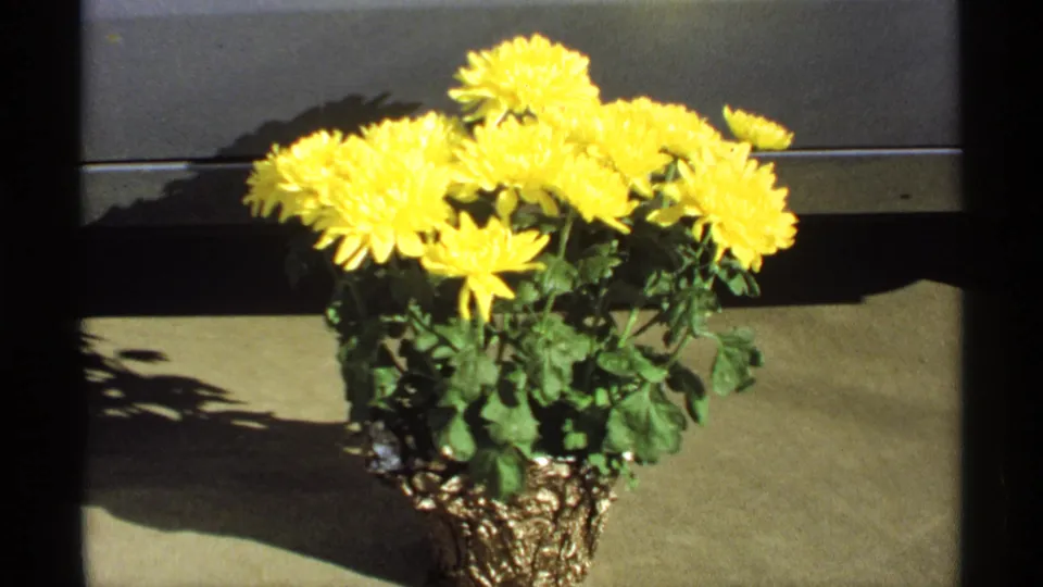 Yellow chrysanthemums in a gold-toned pot are filmed from a slightly shifted angle on a sunlit concrete surface.