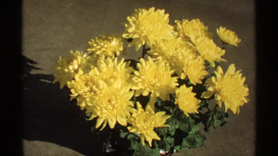 A closer 8mm view shows yellow chrysanthemum blossoms filling more of the frame, with leaves and the pot partly visible.