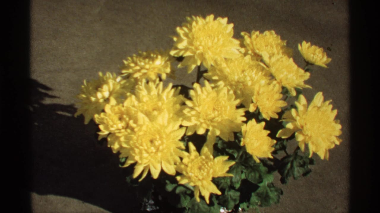 Yellow chrysanthemums in a pot against a dark textured background.