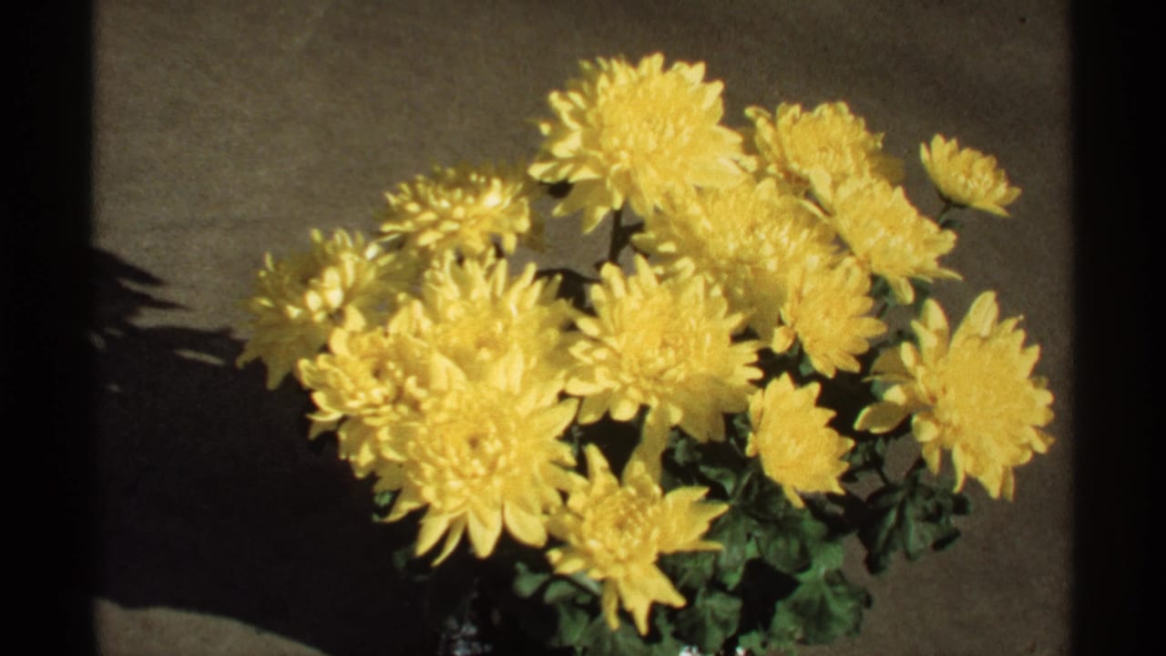 Potted yellow chrysanthemums seen from a similar close view.