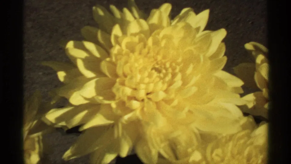 A zoomed-in 8mm view shows one yellow chrysanthemum bloom and nearby petals in La Crosse, Wisconsin home-movie footage from 1971.