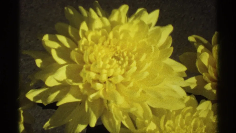 The final close-up frames a yellow chrysanthemum bloom with adjacent petals at the edge, retaining the warm grain of 1971 8mm film.