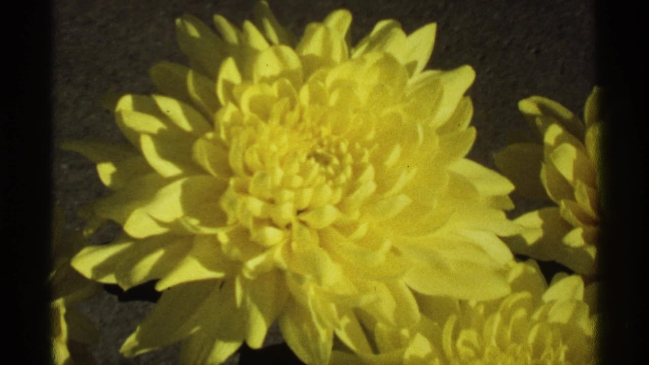 Yellow chrysanthemum close-up against a dark background with black film-frame edges.