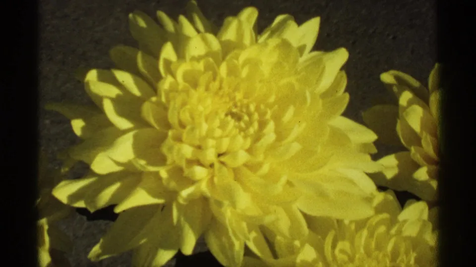 1971 La Crosse 8mm frame showing a yellow chrysanthemum in soft focus against a dark textured background.