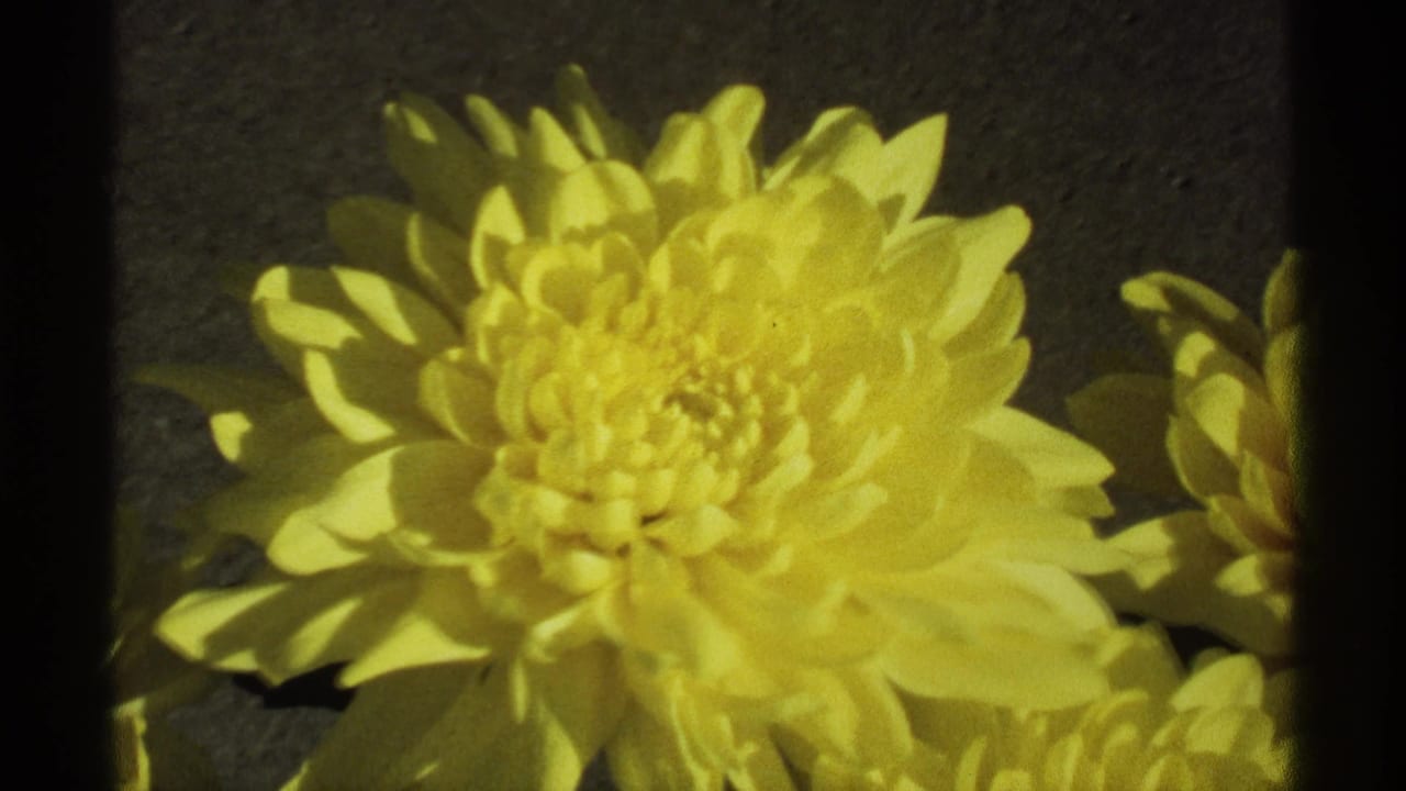 Yellow chrysanthemum close-up with another flower partly visible at the right edge.