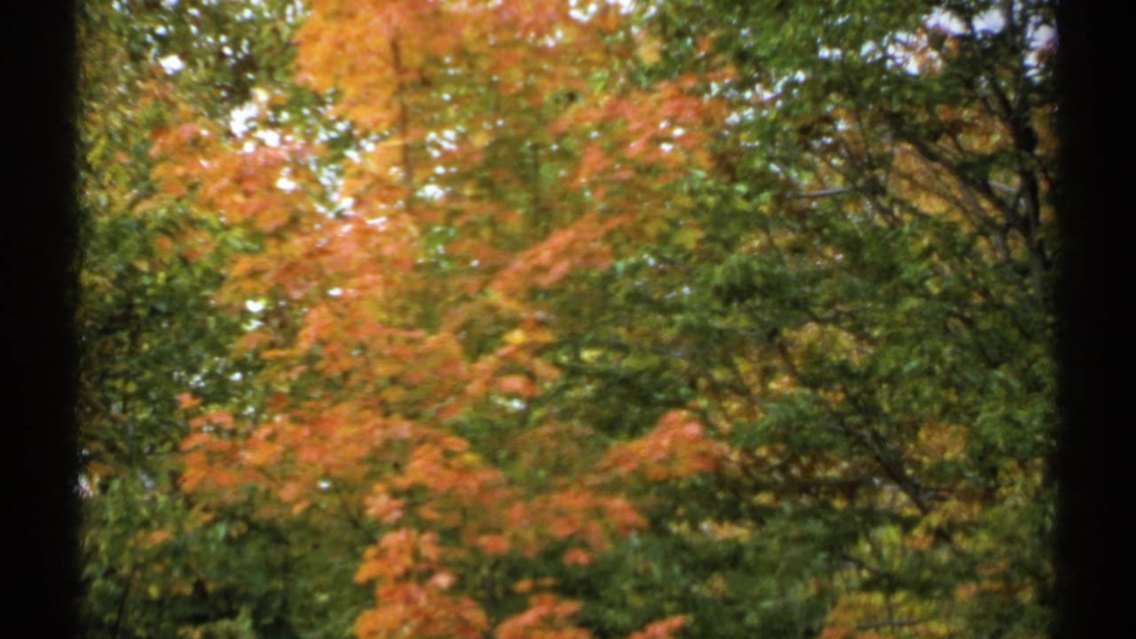 Soft view of orange and green autumn foliage with dark film borders.