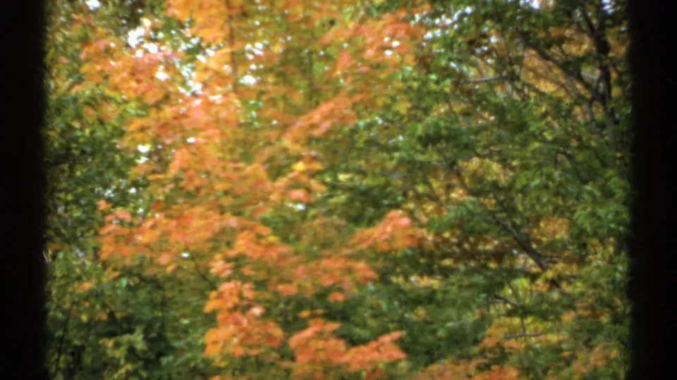 1971 New Hampshire 8mm frame showing dense orange fall foliage and green branches, filmed in a soft home-movie style.