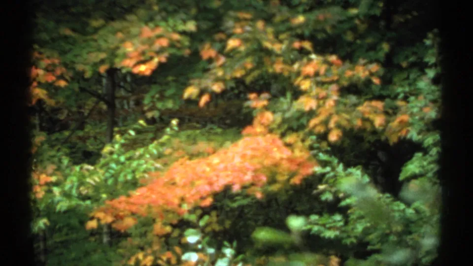 1971 New Hampshire 8mm frame showing orange branches layered over green forest plants and shaded woodland background.