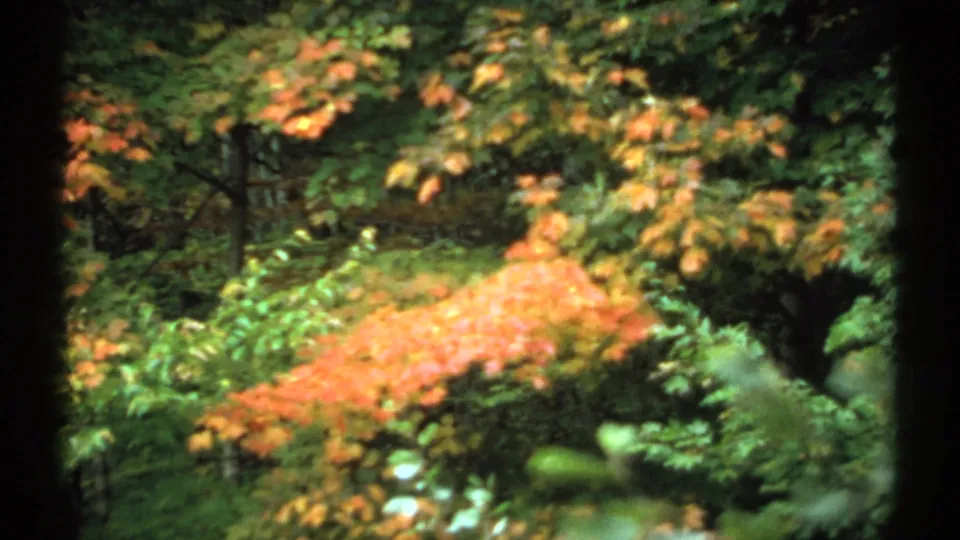 1971 New Hampshire 8mm frame showing autumn orange leaves and dense green woods, partly obscured by dark tree trunks.