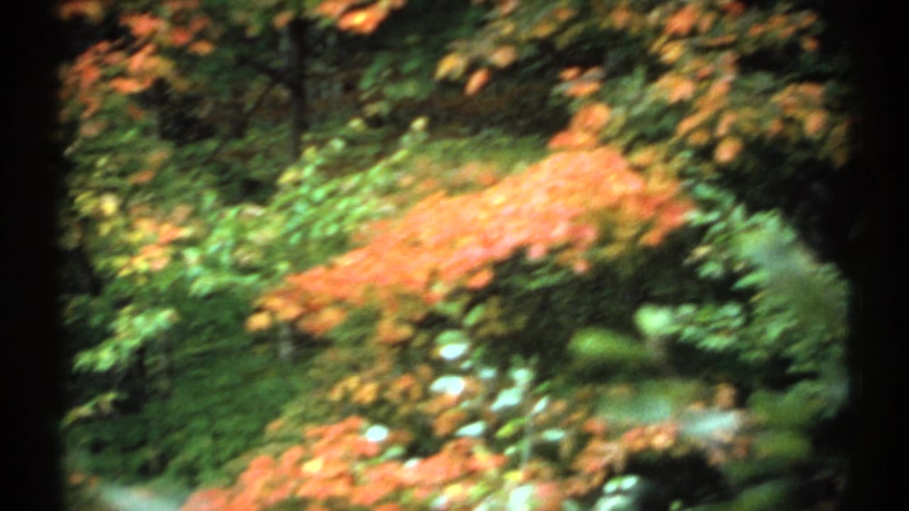 Orange and green forest foliage with dark tree trunks in the foreground.