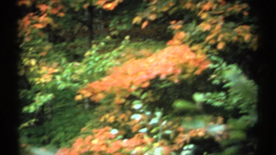 1971 New Hampshire 8mm frame of fall-colored forest growth, with orange leaves and green vegetation behind dark foreground trunks.