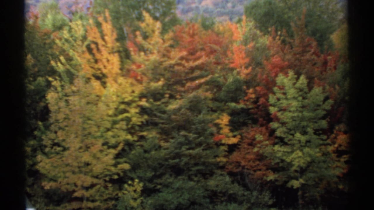 Autumn trees with yellow, red, and green foliage on a wooded hillside.