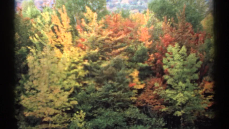 Soft 8mm view of New Hampshire woods in fall color, with layered trees and saturated seasonal tones.