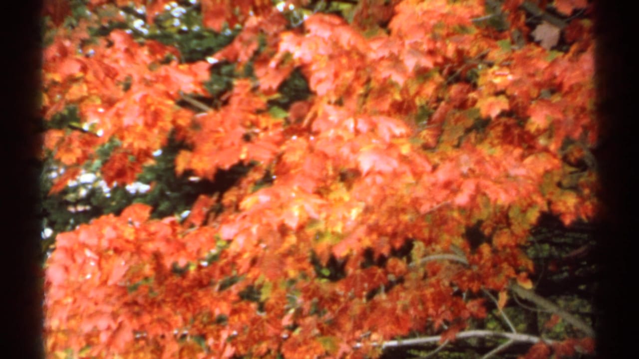 Red and orange maple leaves fill the frame with dark 8mm gate edges.