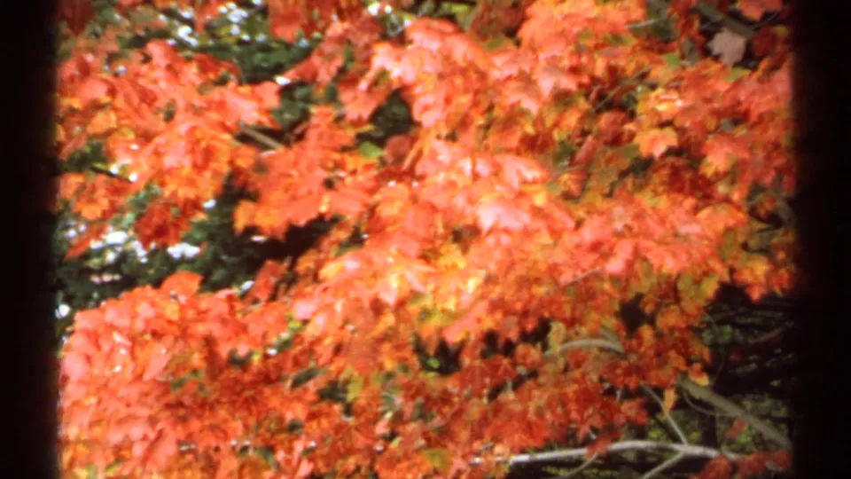 1971 New Hampshire 8mm frame of dense red-orange autumn maple foliage with dark film-frame edges.