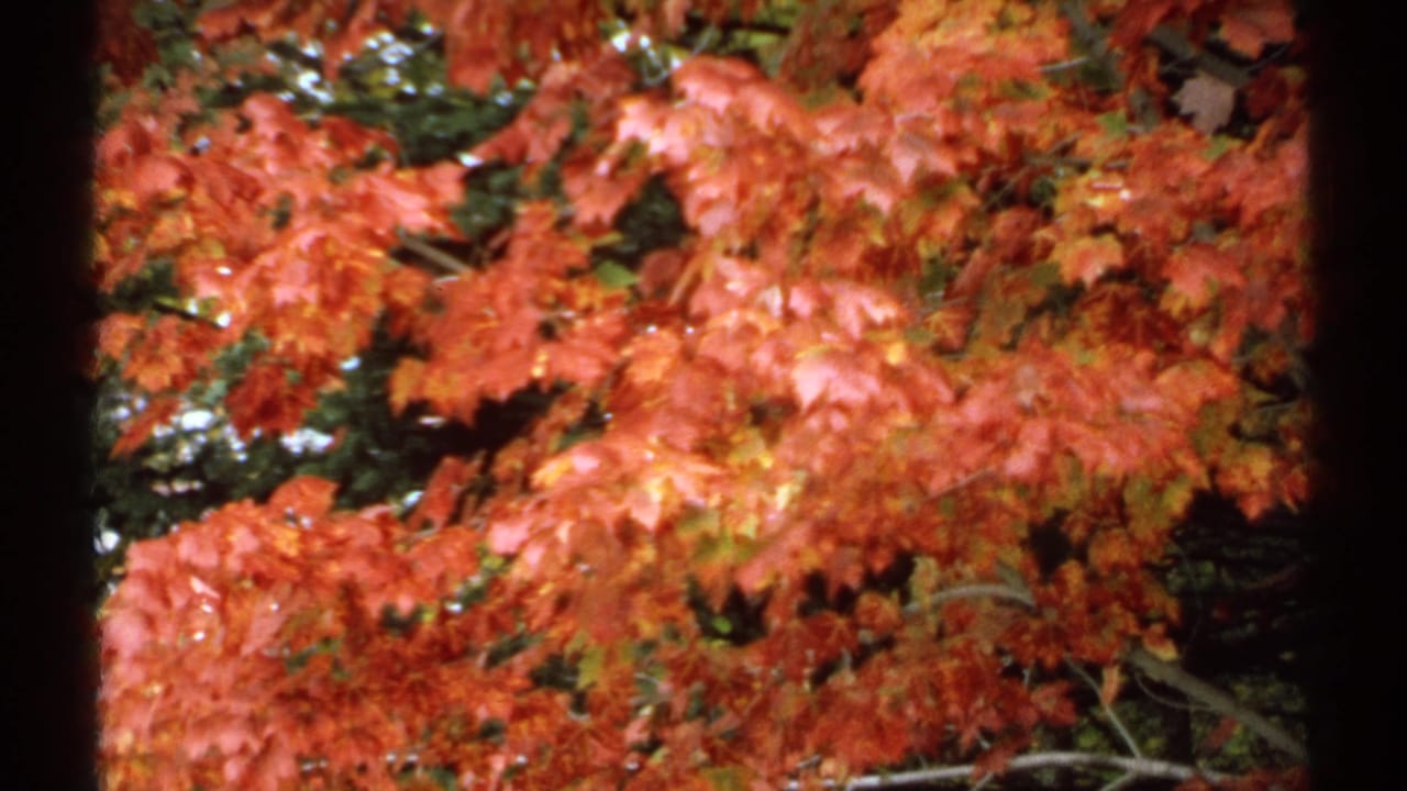Close view of red-orange maple foliage framed by vertical dark film edges.