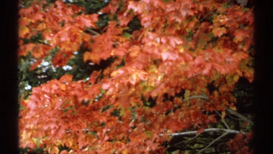 Handheld 8mm view of bright New Hampshire maple leaves and branches, consistent with the 1971 home-movie metadata.
