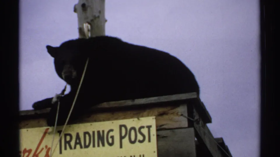 Close 1971 New Hampshire 8mm frame of the bear stretched along the wooden platform above the Clark's Trading Post sign.