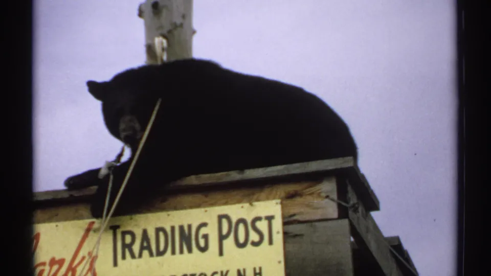 Close 8mm frame from Clark's Trading Post showing the bear lying above the sign, with New Hampshire location supported by metadata.
