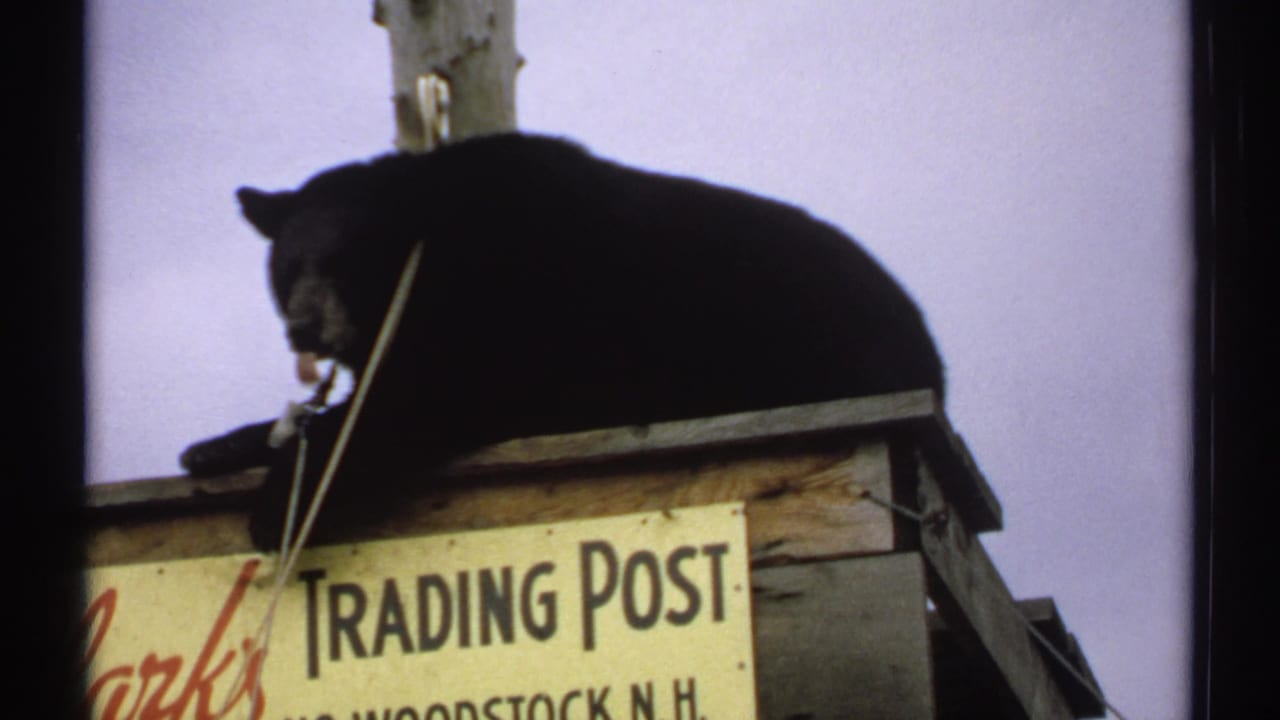 Black bear resting and licking its paw atop a Clarks Trading Post sign in New Hampshire, 1971.