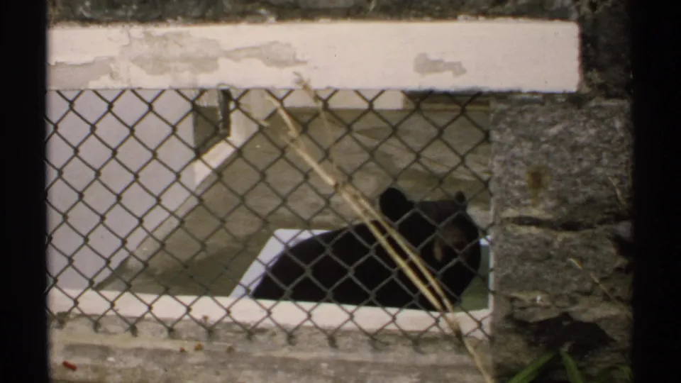 1971 New Hampshire 8mm frame showing a black bear in a small enclosure, viewed through chain-link fencing and a weathered stone wall.