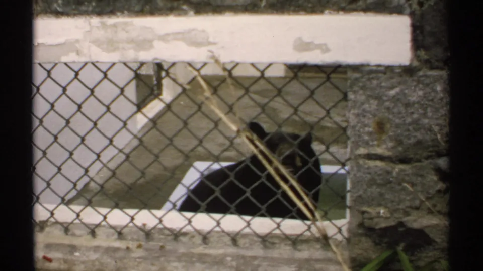 1971 New Hampshire home-movie frame of a black bear resting behind chain-link fencing, with stonework and the attraction sign partly visible above.