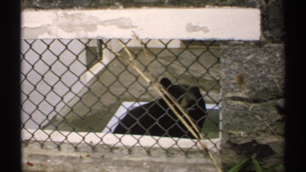 Black bear resting behind a chain-link fence in a concrete zoo enclosure.