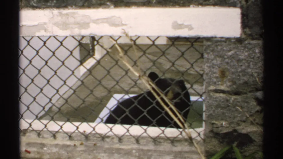 1971 New Hampshire 8mm frame showing a black bear behind chain-link fencing, partly framed by a dark window edge.