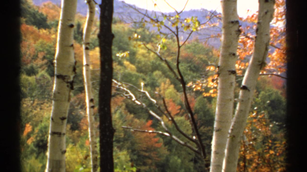 White birch trunks in front of colorful autumn forest and distant mountains.