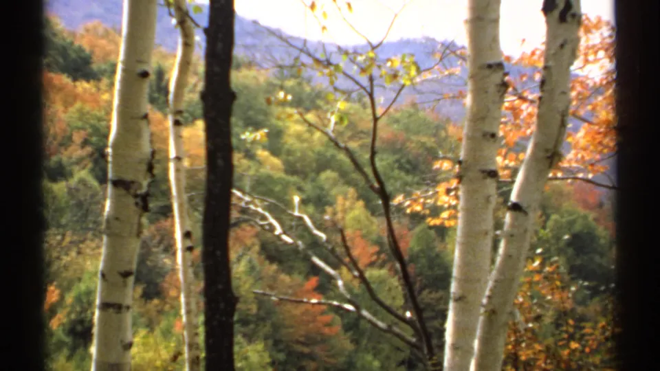 New Hampshire 1971 8mm view of fall foliage across rolling hills, with birch trunks and a dark frame edge in front.