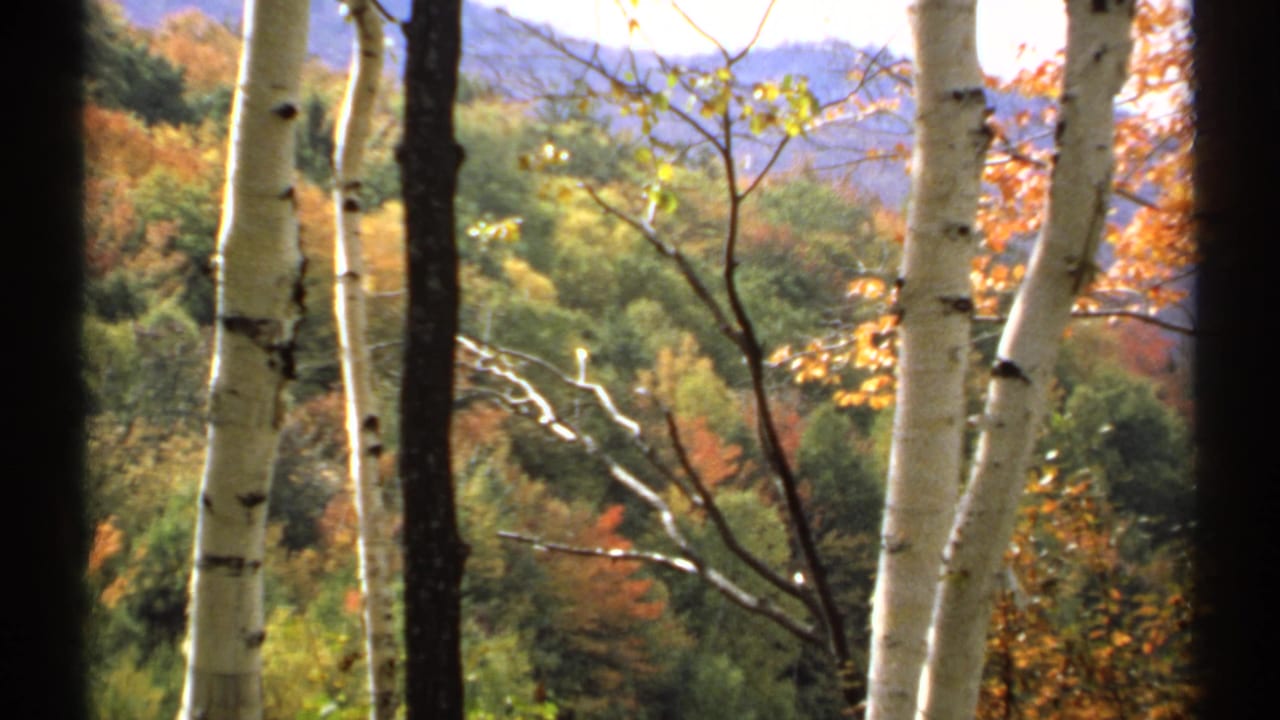 Autumn forest valley seen through white birch trunks and dark tree trunks.