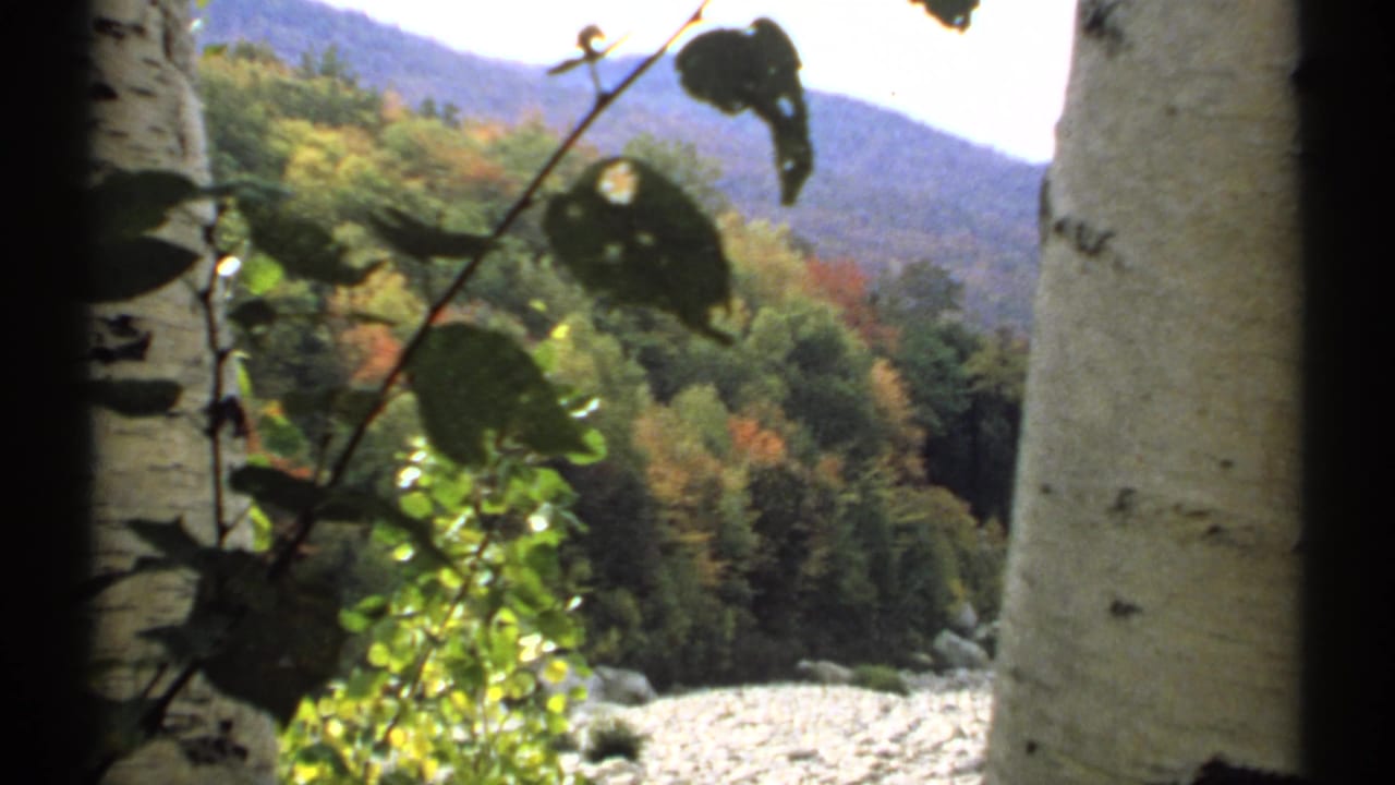 Birch trunk and foreground leaves over a wooded valley with mountains beyond.