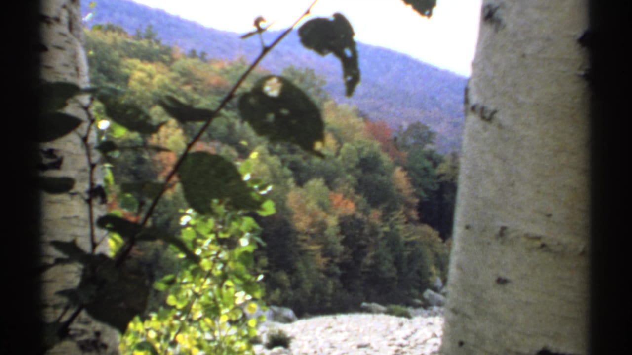 Birch trunks and foliage frame a wooded mountain slope and pale rocky clearing.