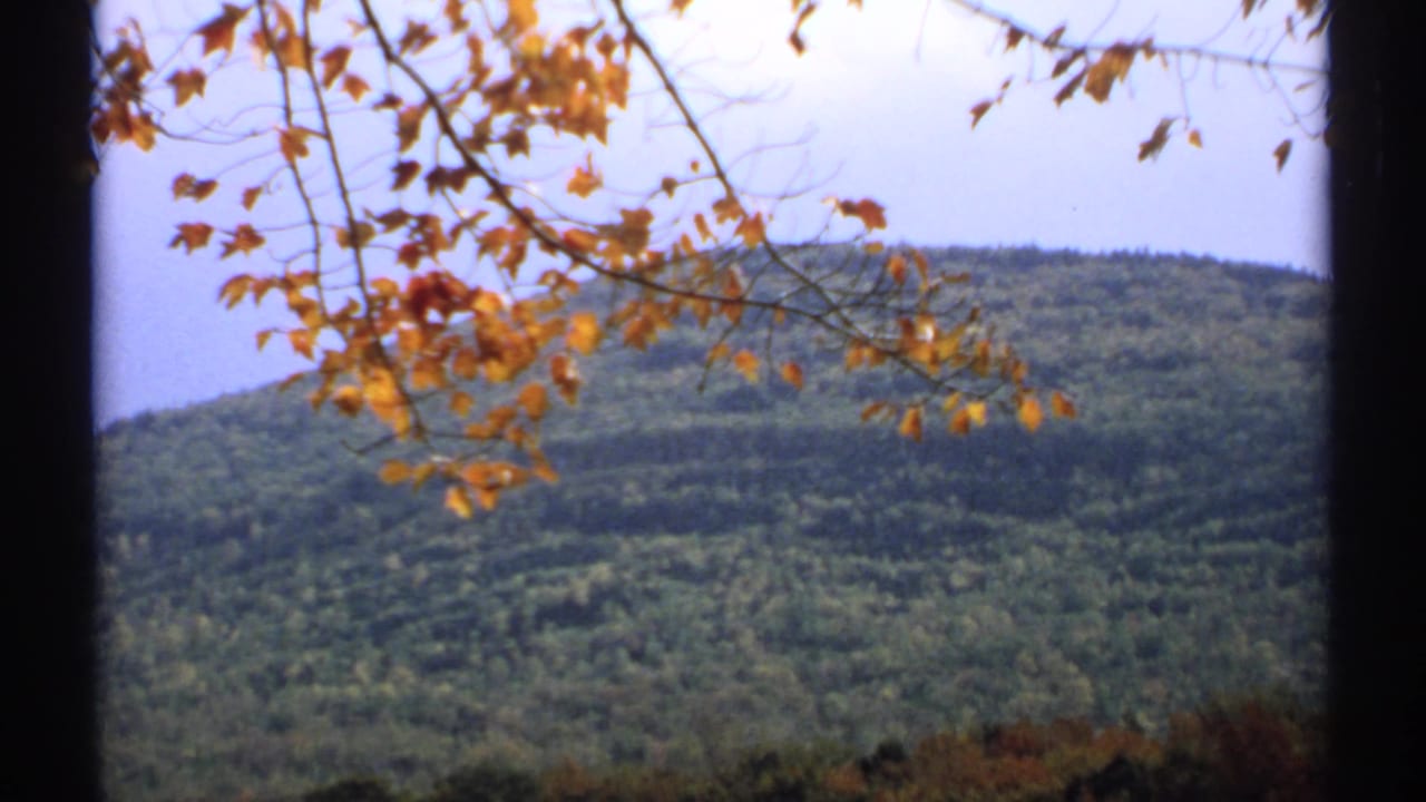 Orange leaves hang over a green wooded hillside beneath a pale blue sky.