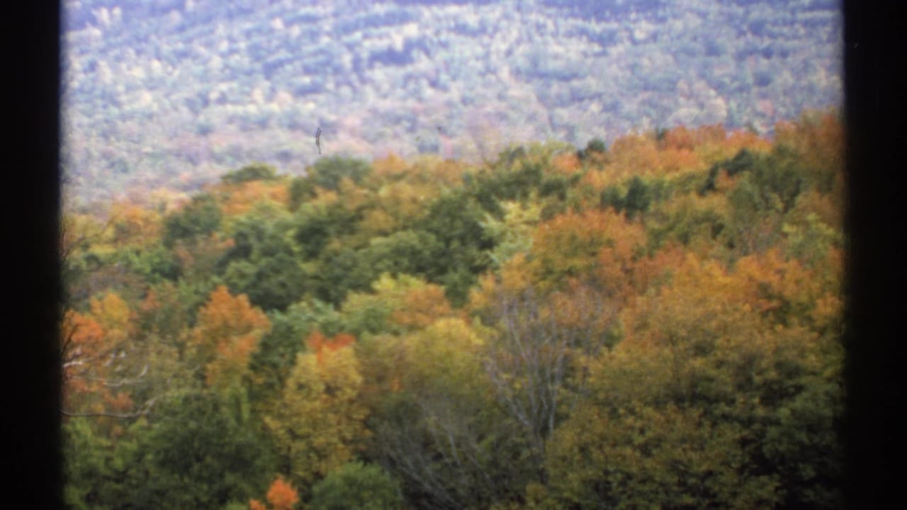Dense autumn trees and hazy distant hillside framed by dark vertical borders.
