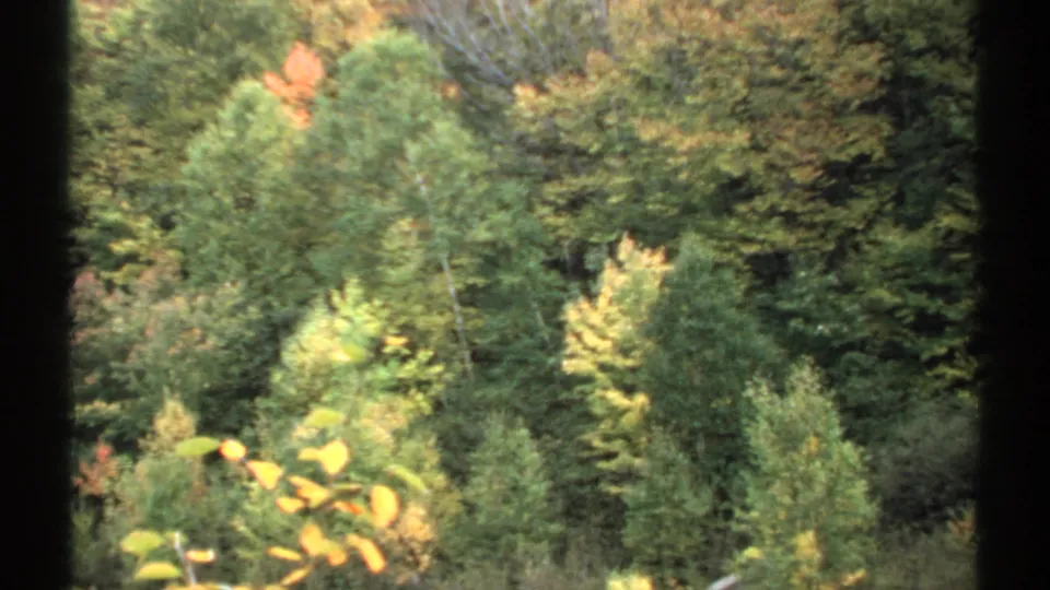 Closer 8mm frame of New Hampshire fall woods, showing evergreens and yellow-orange leaves near dark window borders.
