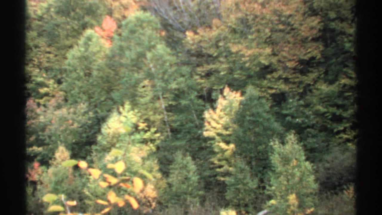 1971 New Hampshire home-movie frame showing wooded autumn foliage and evergreens from a moving roadside viewpoint.