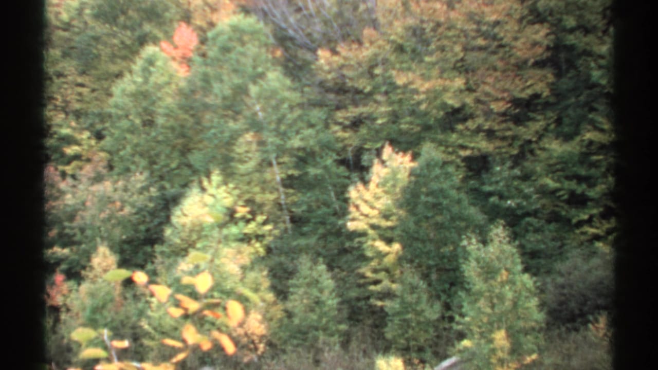 Wooded hillside with green and yellow trees seen through dark vertical film-frame borders.
