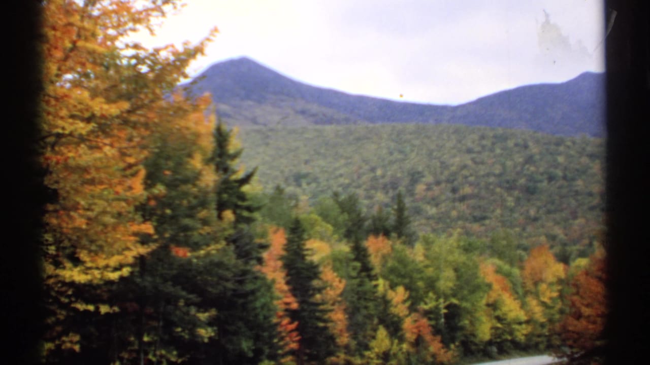 Forested autumn hillside with evergreen trees and blue-gray mountains in the distance.