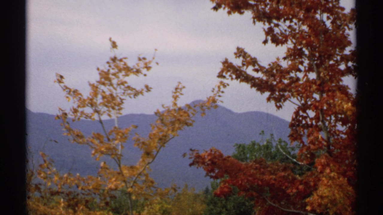 Yellow-leaved tree and red foliage stand before hazy mountain ridges and pale sky.