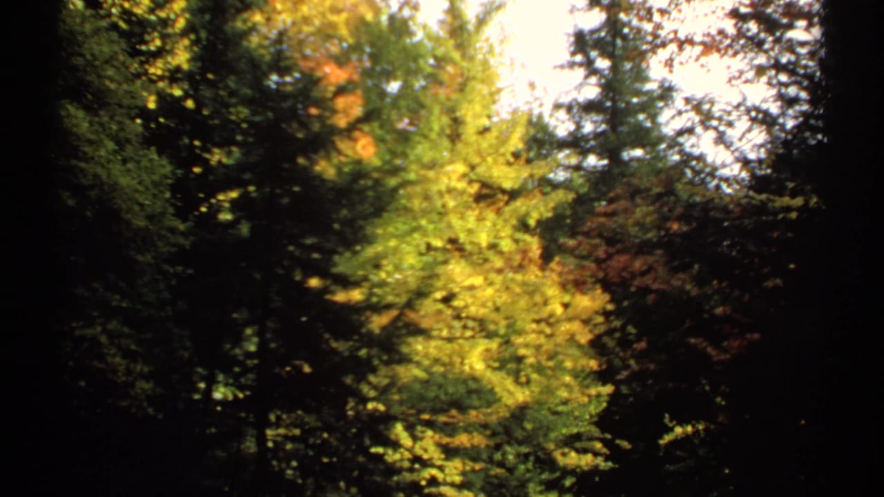 Sunlit yellow and green trees surrounded by darker woodland.