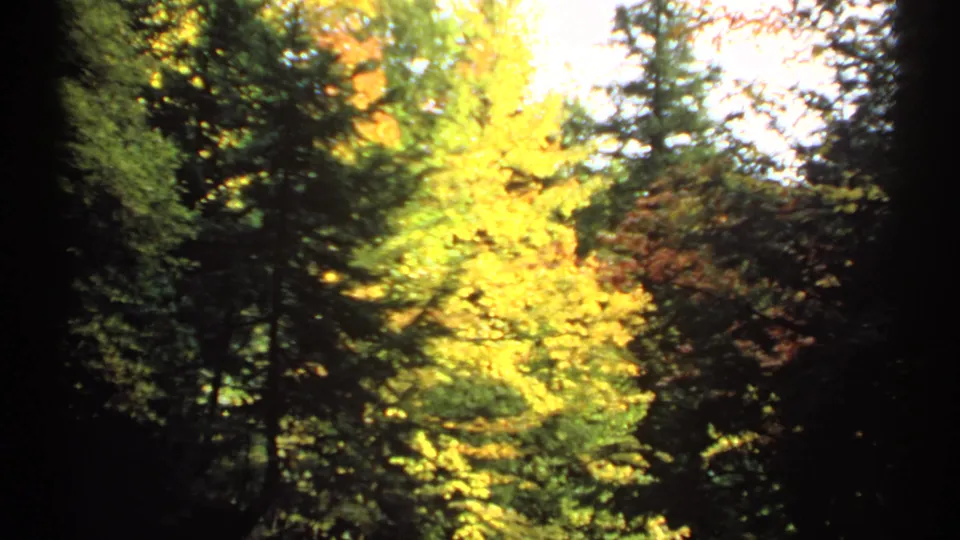 Soft-focus 8mm view of yellow and green autumn trees in New Hampshire, with bright daylight filtering through the wooded canopy.