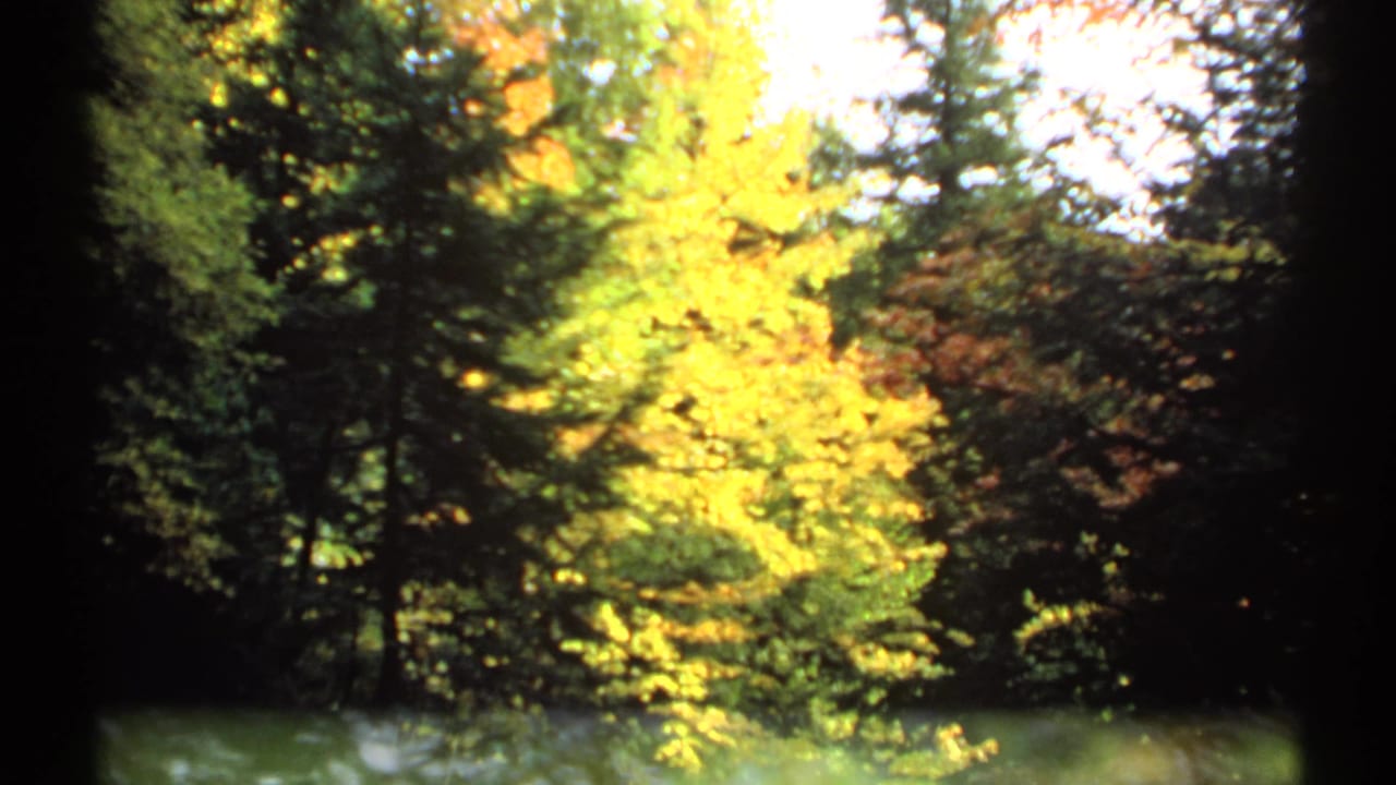 Sunlit autumn trees in a wooded area with dark evergreens at the edges.