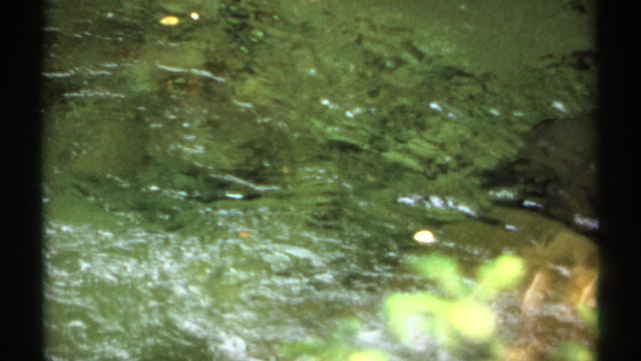 Clear rippling water with green reflections and a blurred leaf near the foreground.